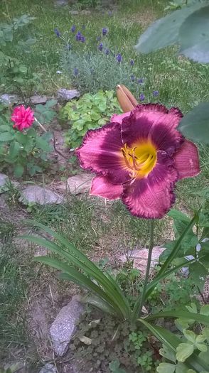 Grapette- multumesc! - 2016 Hemerocallis