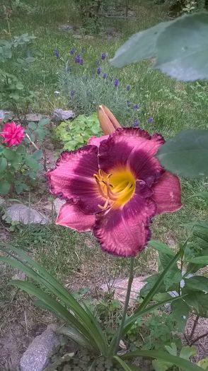 Grapette de la Mihaela - 2016 Hemerocallis