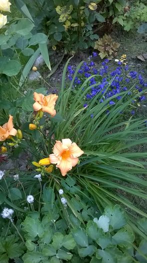 Stella de Oro - 2016 Hemerocallis