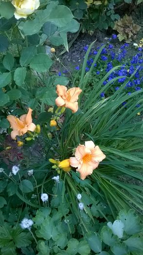 WP_20160625_009 - 2016 Hemerocallis