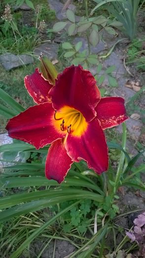 WP_20160627_003 - 2016 Hemerocallis