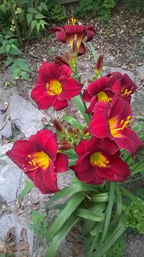 WP_20160627_005 - 2016 Hemerocallis