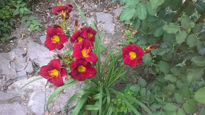 WP_20160627_006 - 2016 Hemerocallis