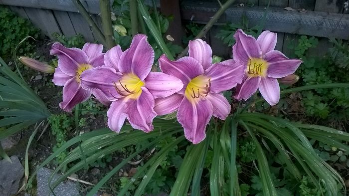 WP_20160629_032 - 2016 Hemerocallis