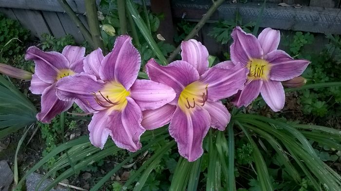 Praire blue eyes - 2016 Hemerocallis