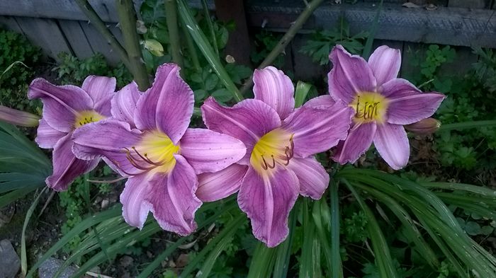 prairie blue eyes - 2016 Hemerocallis