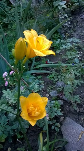 Little Carnation - 2016 Hemerocallis