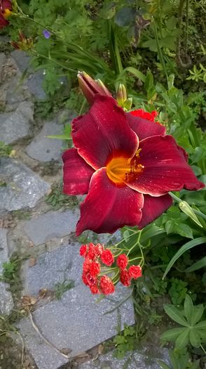 WP_20160630_026 - 2016 Hemerocallis