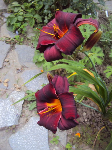 DSC04629 - 2016 Hemerocallis