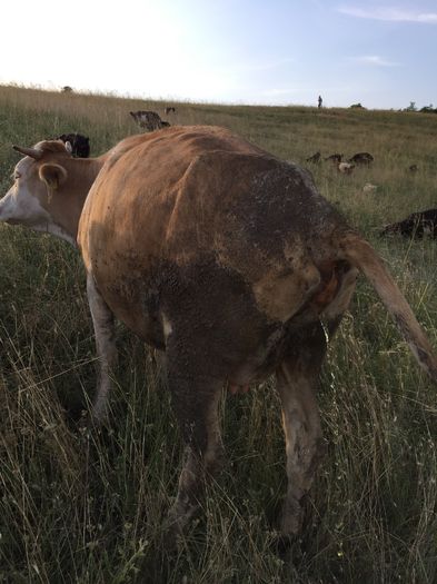 Monica isi face nevoile