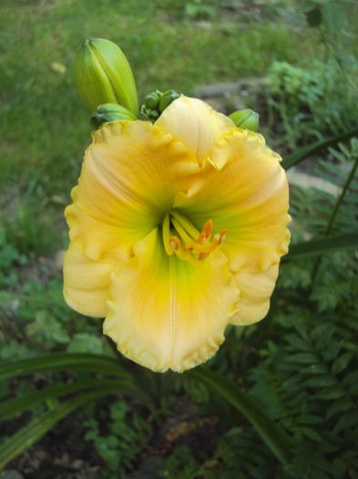 Little Tinkerbell - 2016 Hemerocallis
