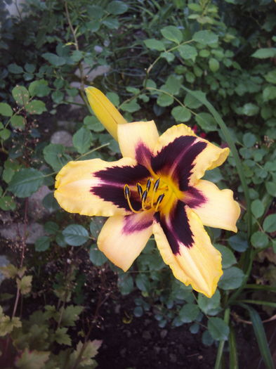 Wild Horses - 2016 Hemerocallis