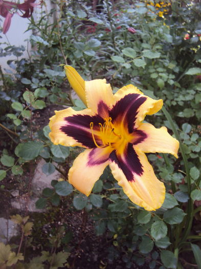 DSC04752 - 2016 Hemerocallis