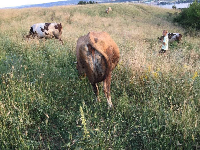 La pascut - Vacuta Lucica