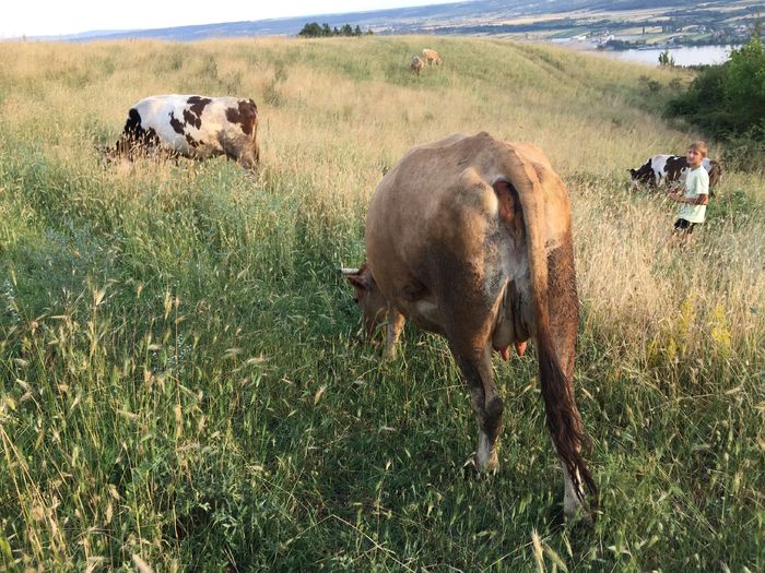 Vacile - Vacuta Lucica