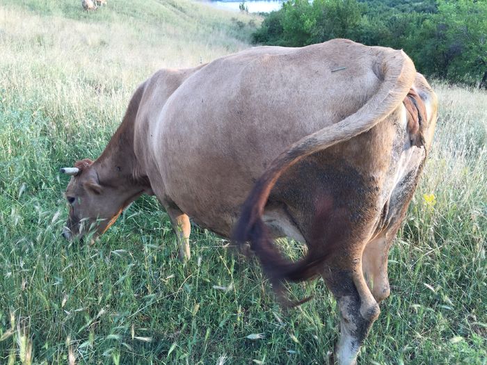 Lucica - Vacuta Lucica