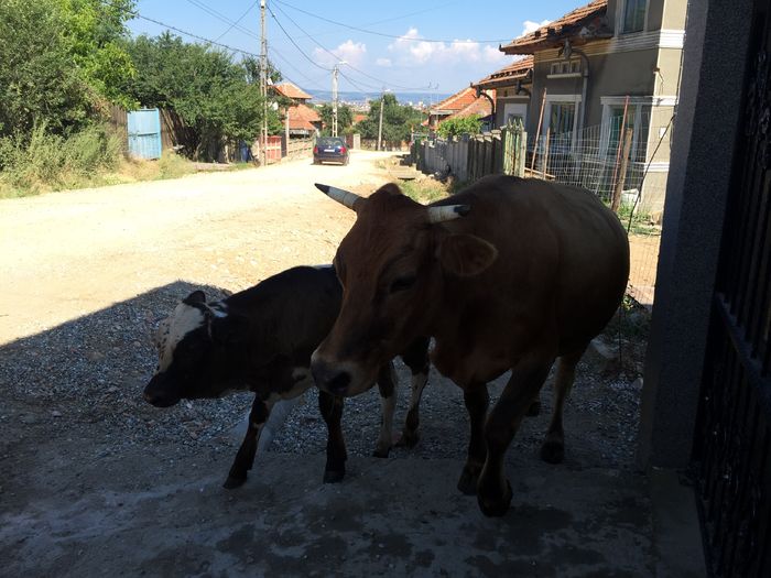 Lucica si Bondoc - Vacuta Lucica