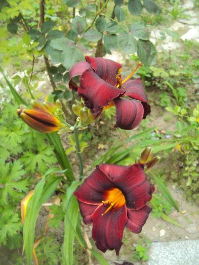 DSC04824 - 2016 Hemerocallis