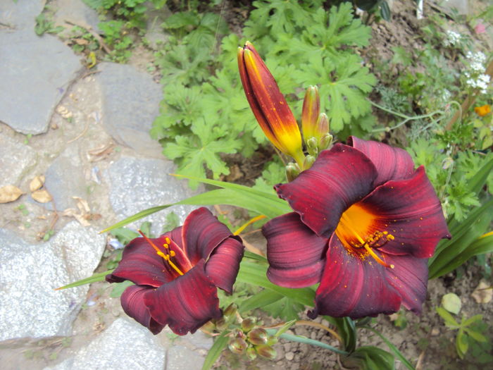 DSC04825 - 2016 Hemerocallis