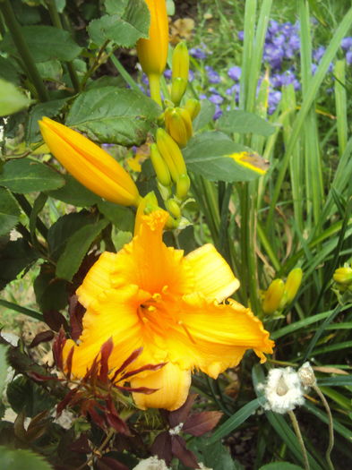 DSC04834 - 2016 Hemerocallis