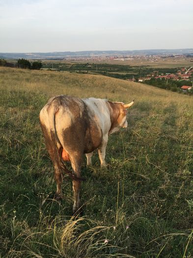 Buza - Taurul Buza