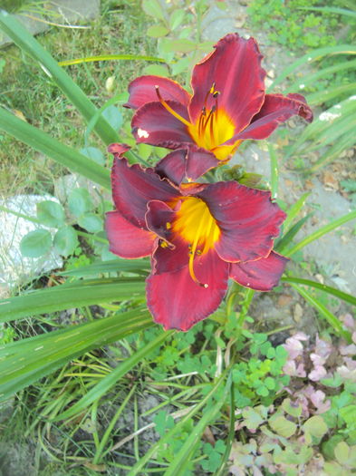 DSC04860 - 2016 Hemerocallis