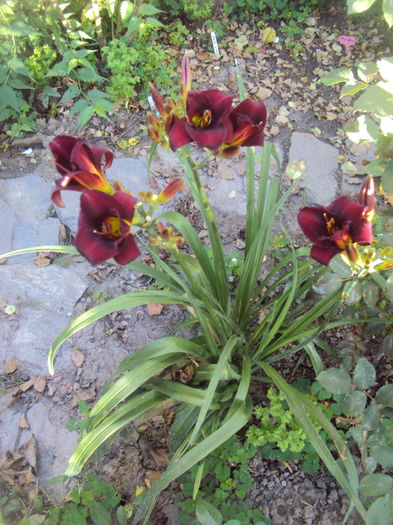 DSC04863 - 2016 Hemerocallis