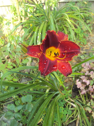 DSC05086 - 2016 Hemerocallis