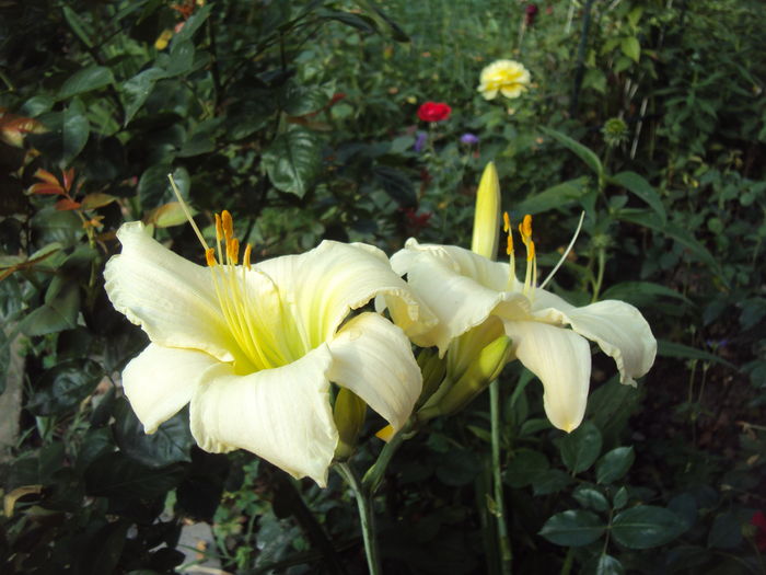 Ice Carnival - 2016 Hemerocallis