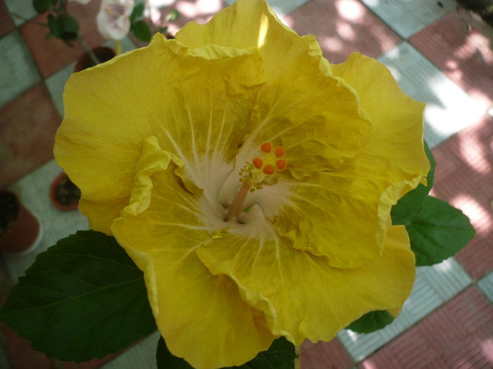 P1270813 - HIBISCUSI 2016-3