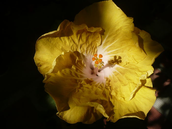 P1270814 - HIBISCUSI 2016-3