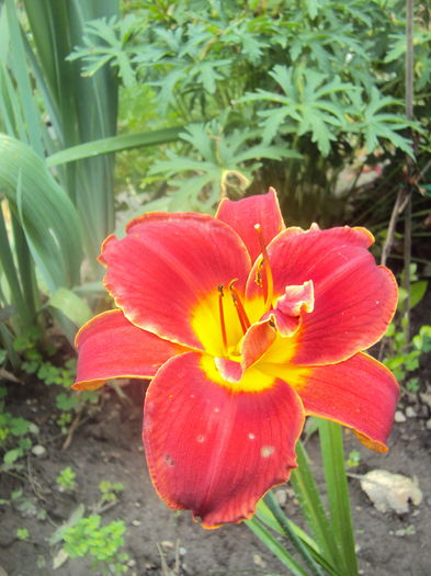 DSC05148 - 2016 Hemerocallis