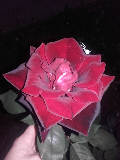  - trandafiri 2016-2