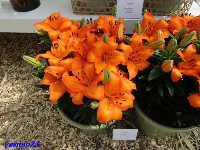 Keukenhof.06.05.2016 160