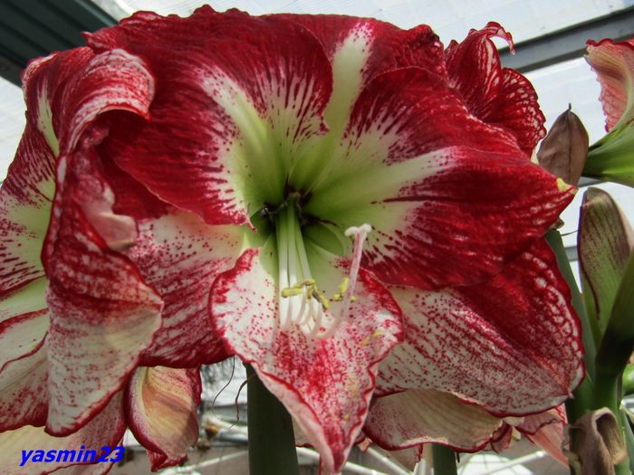 Keukenhof.06.05.2016 165