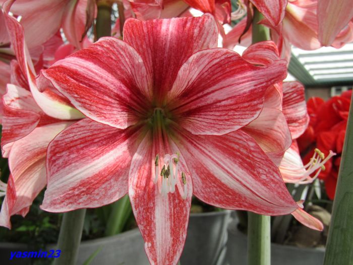 Keukenhof.06.05.2016 166