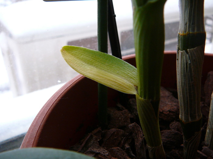Frunza  ingalbenita  Dendrobium  nobile; Frunza  ingalbenita  Dendrobium  nobile
