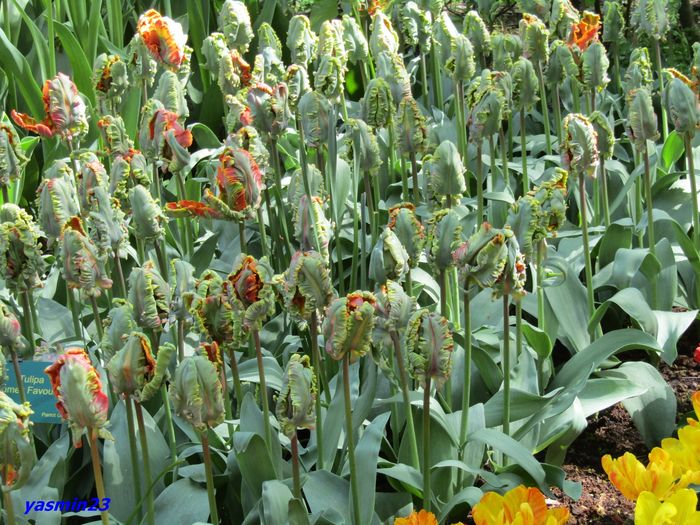 Keukenhof.06.05.2016 252