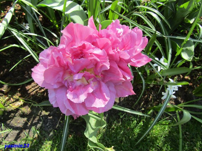 Keukenhof.06.05.2016 258
