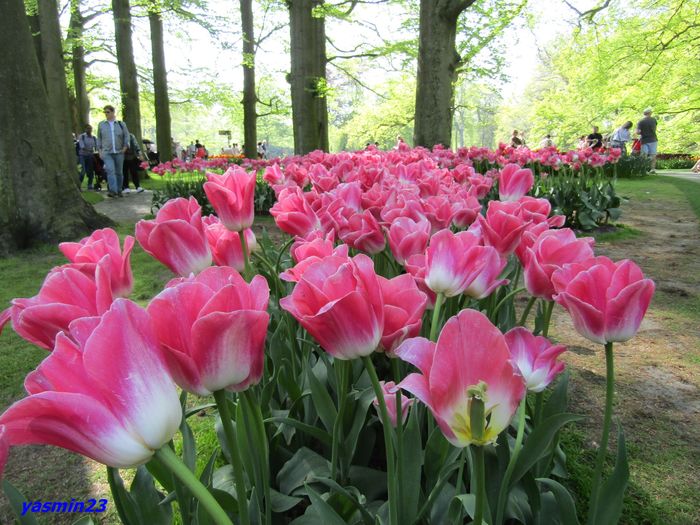 Keukenhof.06.05.2016 259 - 1Keukenhof Olanda 2016