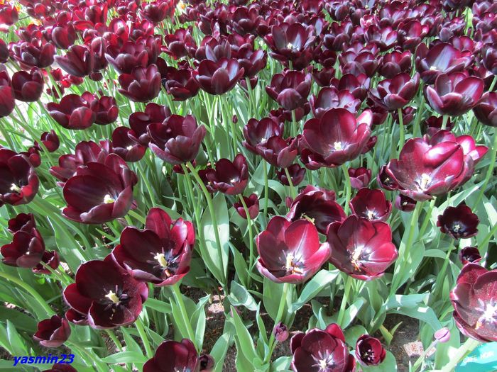 Keukenhof.06.05.2016 261