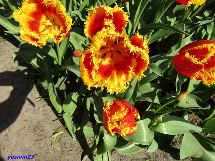 Keukenhof.06.05.2016 263