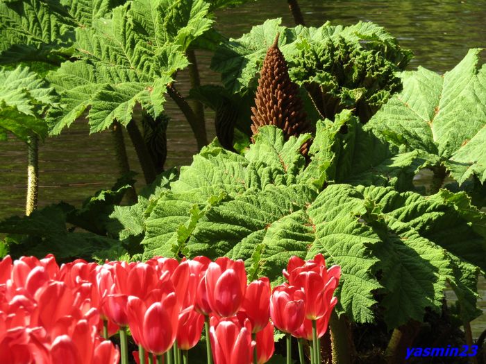 Keukenhof.06.05.2016 266