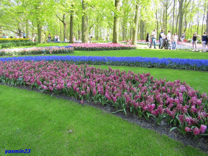 Keukenhof.06.05.2016 268