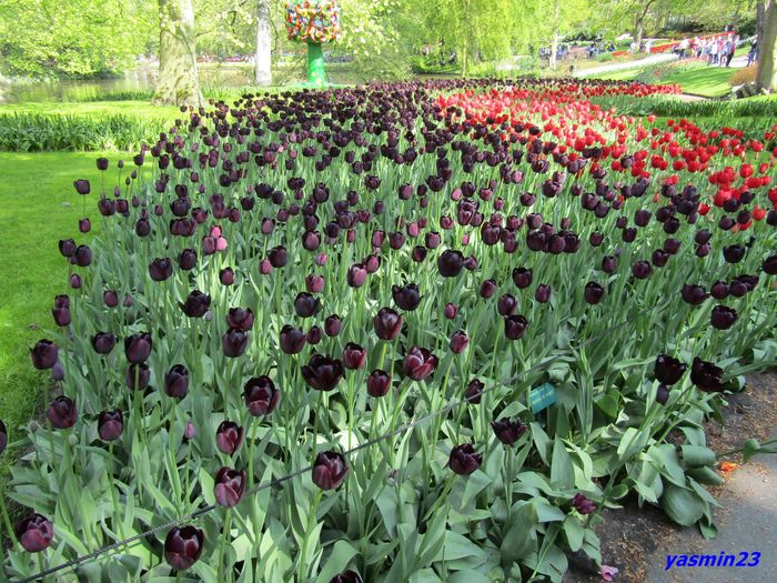 Keukenhof.06.05.2016 271
