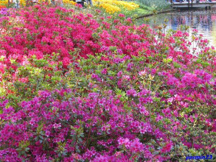 Keukenhof.06.05.2016 277 - 4Keukenhof   Olanda