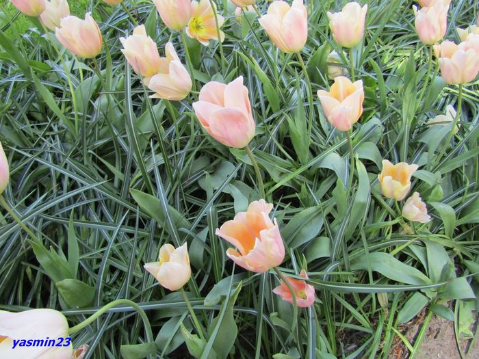 Keukenhof.06.05.2016 281