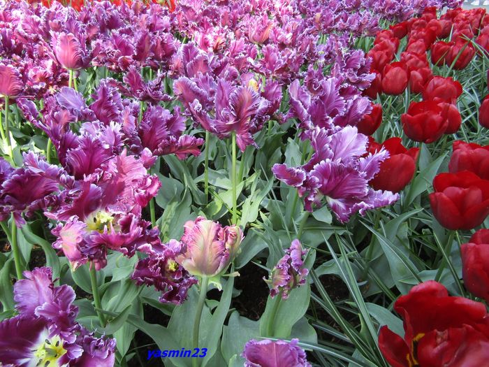 Keukenhof.06.05.2016 283