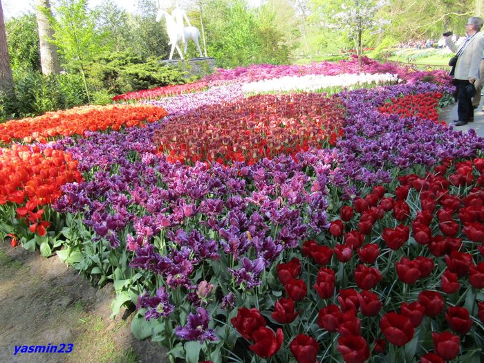 Keukenhof.06.05.2016 284