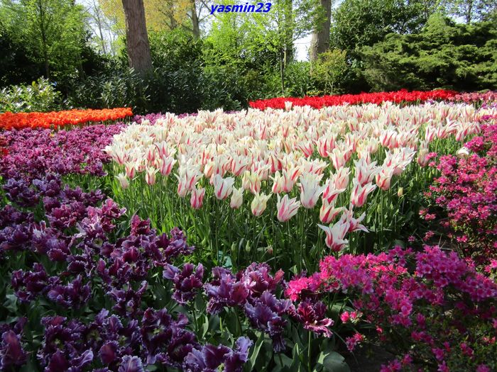 Keukenhof.06.05.2016 286